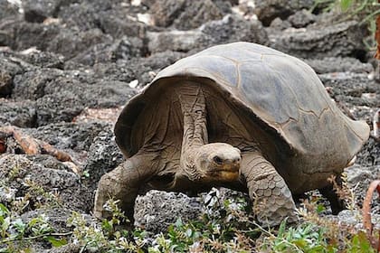 Los animales no están a salvo de la cacería humana: en el cielo las aves, en la tierra las tortugas y en el mar las focas