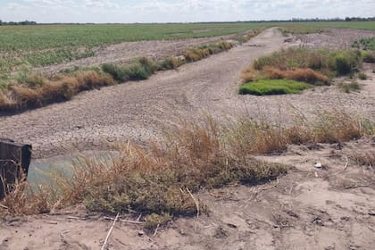 Los animales no tienen reserva de agua