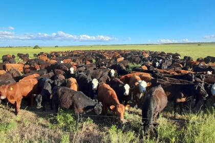 Los animales permanecen entre una hora y una hora y media en cada parcela antes de avanzar al siguiente sector, una de las claves del sistema implementado por la empresa