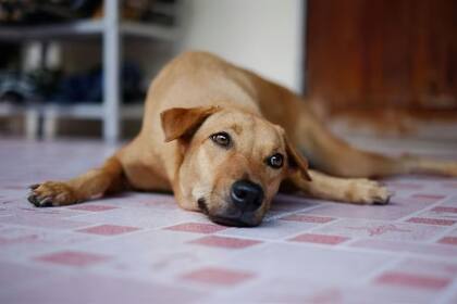 Los animales presentan síntomas diferentes al de las personas durante un golpe de calor