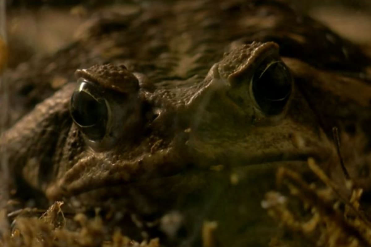 Los animales, que aparecieron en Florida, tienen glándulas de veneno alrededor del cuerpo y la toxicidad puede resultar letal para niños y animales pequeños