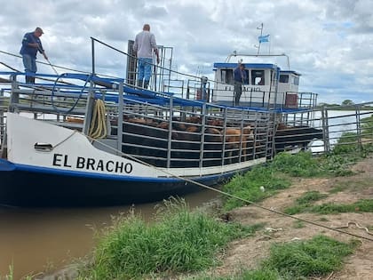 Los animales que descargaron en San Lorenzo