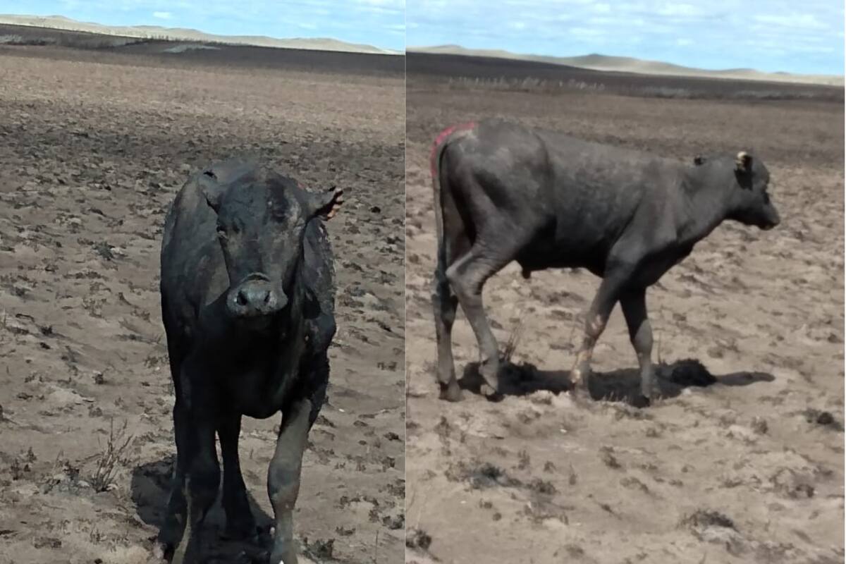 Los animales que quedaron en pie tras el incendio