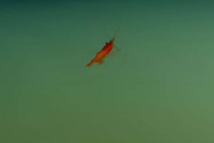 Los animales que se aproximan a la pileta de salmuera terminan aturdidos o muertos