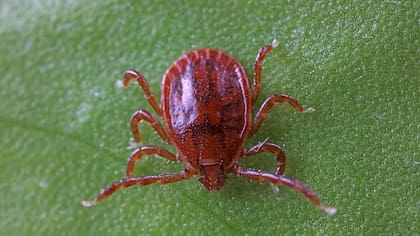 Los animales que son huéspedes de la ALT se estresan, pierden peso, reducen producción de leche, se vuelven anémicos y, en algunos casos, mueren