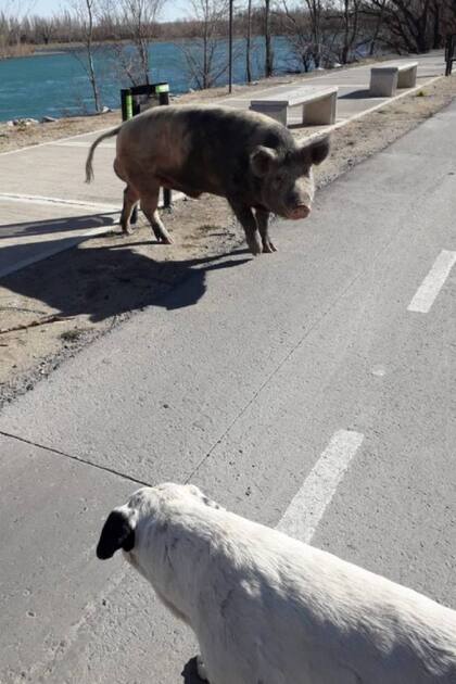 Los animales se comportaron de manera pacífica