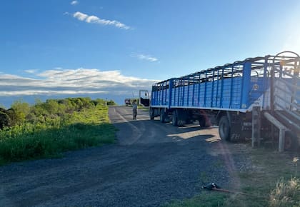Los animales son llevados a los corrales del puerto antes de cargarlos en camiones que los llevarán a otros campos o frigoríficos