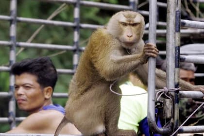 Los animales son separados de sus grupos y sufren estrés emocional a causa de la explotación extrema
