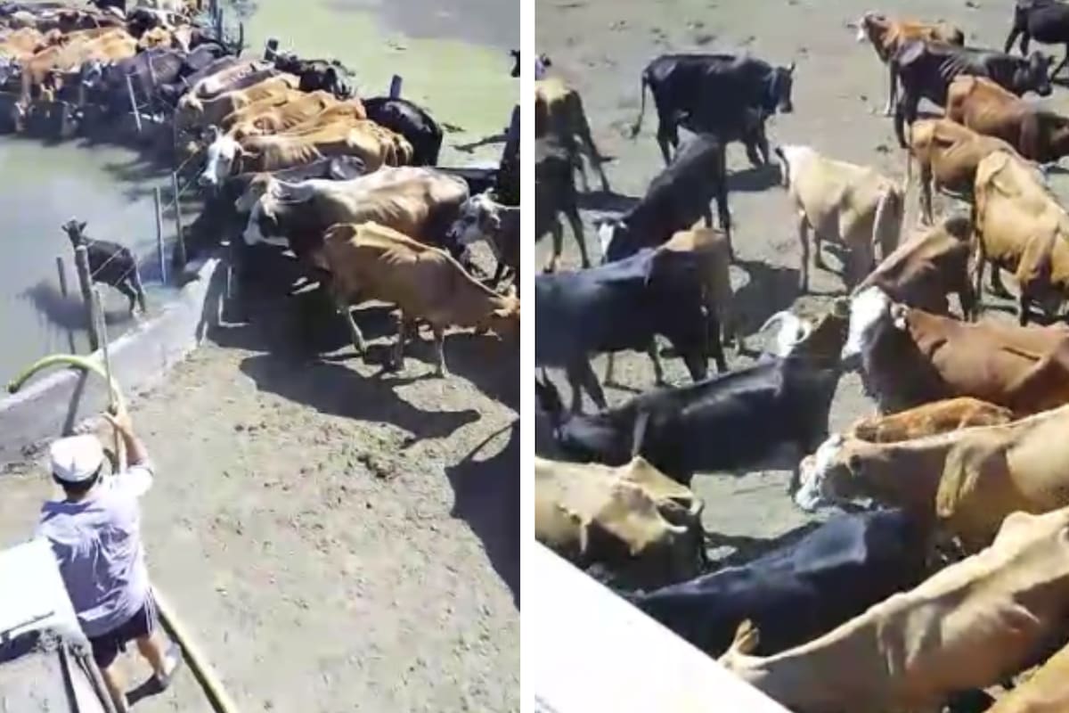 Los animales sufrieron una situación angustiante por la sequía