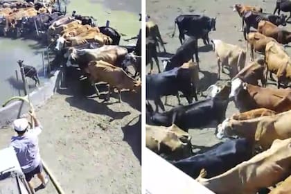 Los animales sufrieron una situación angustiante por la sequía