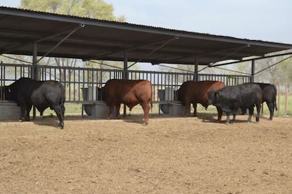 Los animales superiores consumieron un 20% menos de alimento que el promedio para producir los mismos kilos