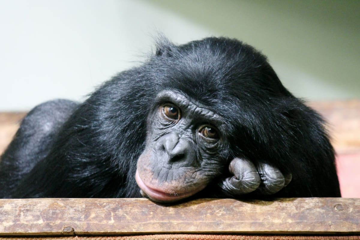 Los animales tienen diferentes reacciones frente a la muerte de un compañero, sea de su raza o un humano; ¿atraviesan un período de duelo como nosotros? ¿Entienden el concepto de muerte? La ciencia no termina de tener una única respuesta