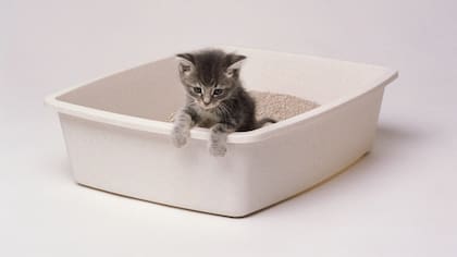 Los antecesores del gato doméstico escondían sus desechos en la tierra para ocultarse de potenciales depredadores