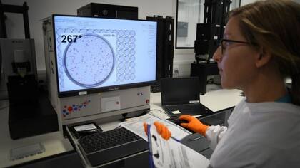 Los anticuerpos extraídos de muestras de sangre se analizan en el laboratorio para comprobar si aún protegen contra las nuevas variantes de la covid
