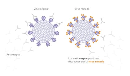 Los anticuerpos podrían no reconocer bien al virus mutado