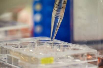 Los anticuerpos se adhieren a la superficie del virus y lo marcan para que sea destruido