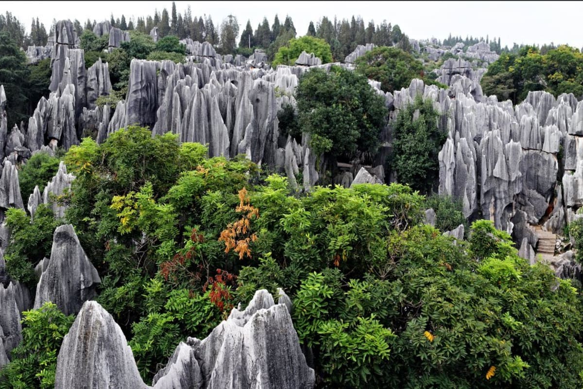 Los antiguos árboles se alzan como columnas y torres afiladas que alcanzan entre 30 y 40 metros de altura