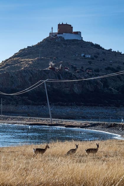 Los antílopes corren por la tierra debajo del templo