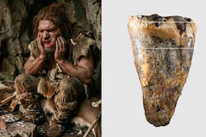 Un diente de 59.000 años revela que los neandertales practicaban cirugía dental sin anestesia y