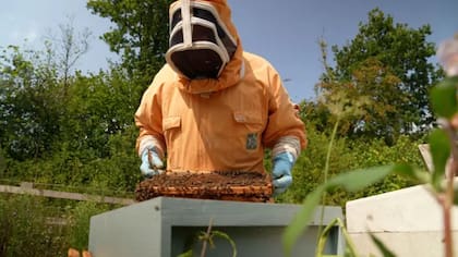 Los apicultores suelen alimentar a las abejas con comida suplementaria para mantenerlas