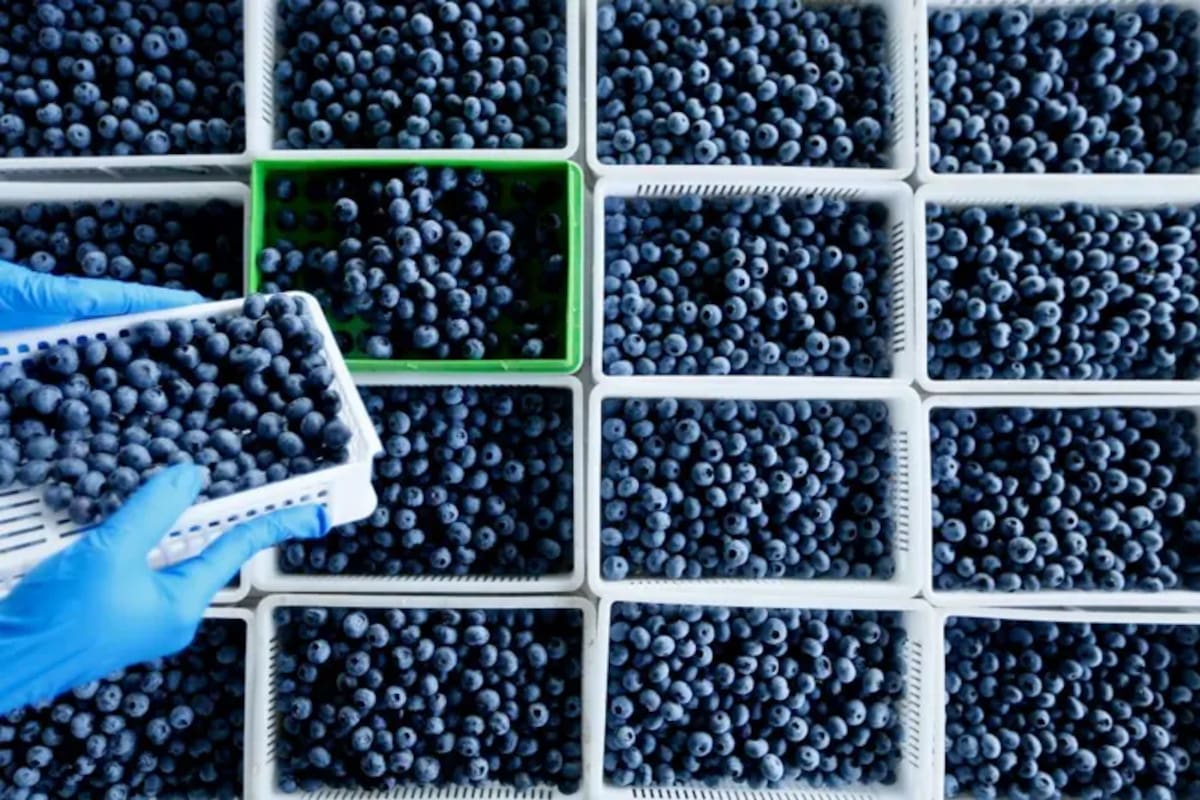 Los arándanos pueden cultivarse en turberas húmedas