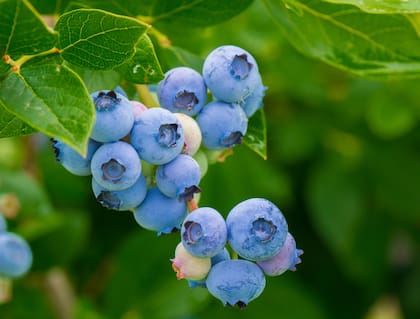 Los arándanos son ricos en antioxidante, lo que le dio su categoría de “superalimento”
