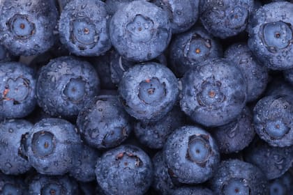 Los arándanos son una fuente importante de antocianinas