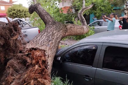 Los árboles dañaron los autos en Mar del Plata