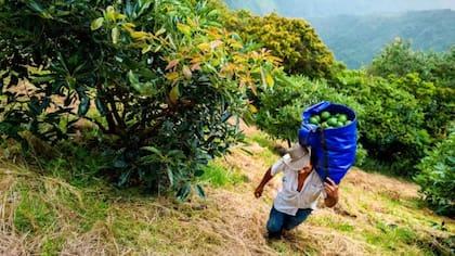 Los árboles de palta son plantas muy sedientas, que requieren una media de unos 1000 litros de agua por kg.