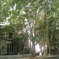 Alerta, alérgicos: el mapa porteño de los árboles que muchos evitan en primavera