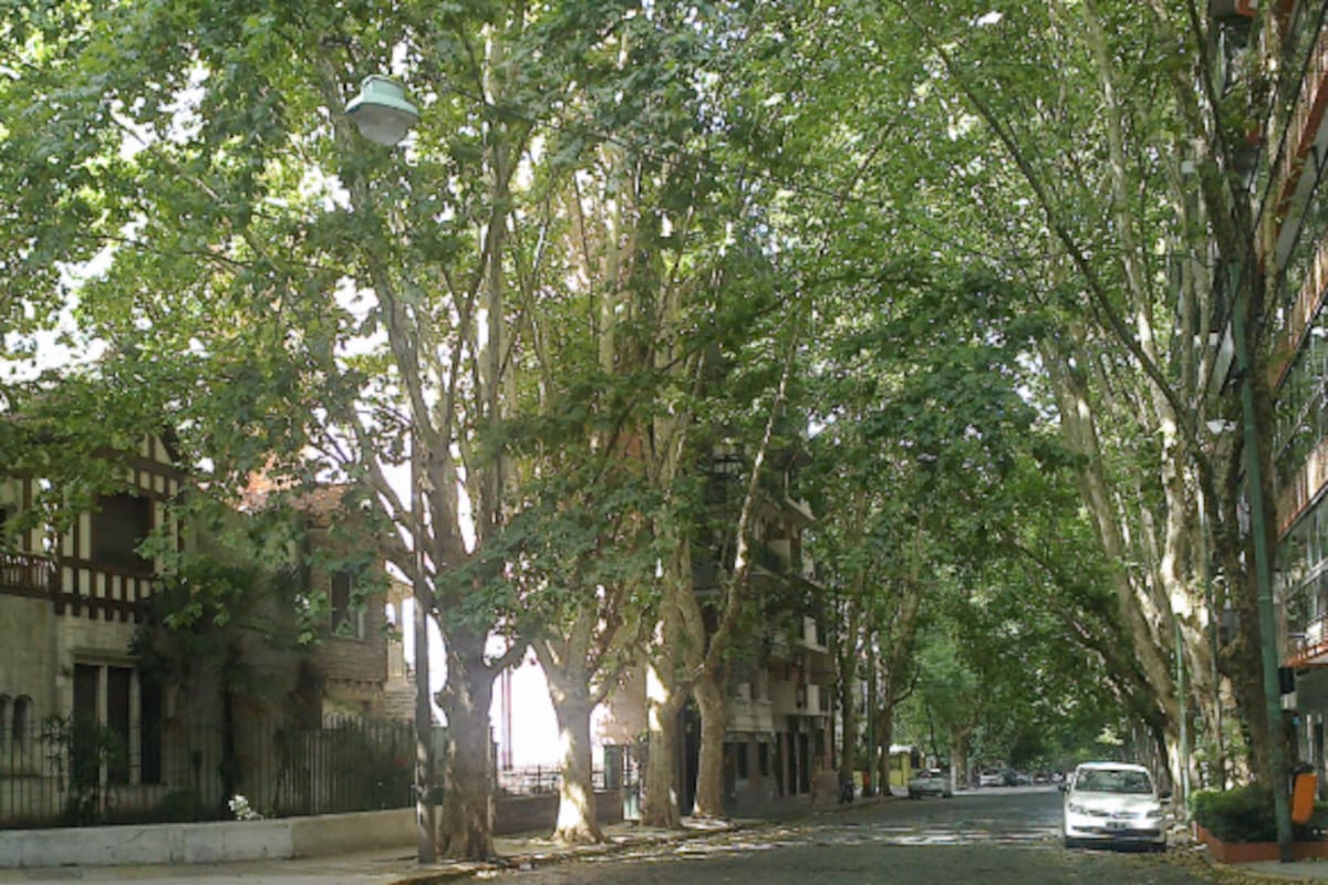 Los árboles de plátanos tienen espículas, también conocidas como pelusas, que generan irritación