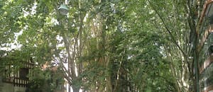 Alerta, alérgicos: el mapa porteño de los árboles que muchos evitan en primavera