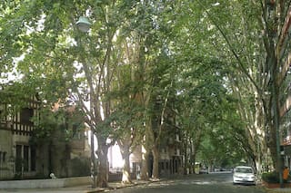 Alerta, alérgicos: el mapa porteño de los árboles que muchos evitan en primavera