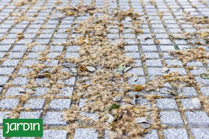 Los árboles desprenden filamentos y polen que son irritantes para muchas personas