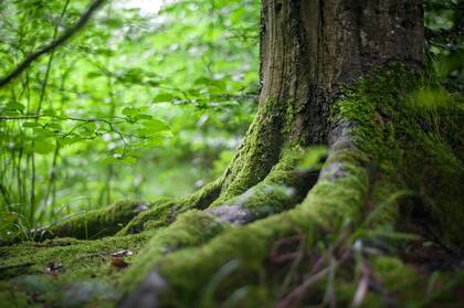 Los árboles en Laponia conviven con bacterias que tienen la capacidad de transformar el oro líquido del suelo en sólido