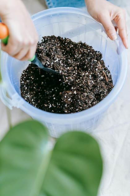 Los árboles frutales requieren cuidados básicos: luz solar, agua, tierra fértil y espacio para crecer