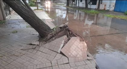 Los árboles fueron arrancados por el viento en Casilda