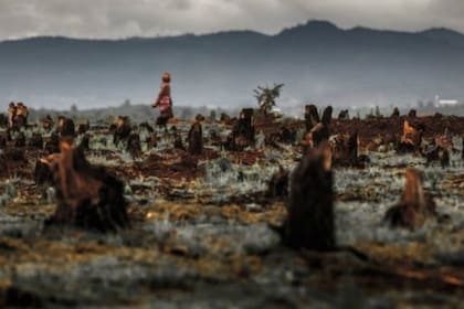 Los árboles fueron arrasados en esta zona tenían más de 100 años