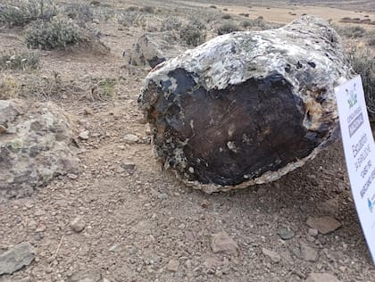 Los árboles hallados en Pilcaniyeu corresponden a especies de coníferas y angiospermas