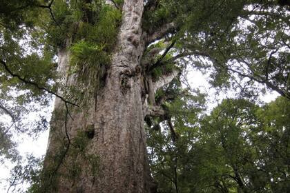 Los árboles kauri de Nueva Zelanda revelaron un aumento prolongado en los niveles de radiocarbono atmosférico causado por el colapso del campo magnético de la Tierra cuando los polos cambiaron