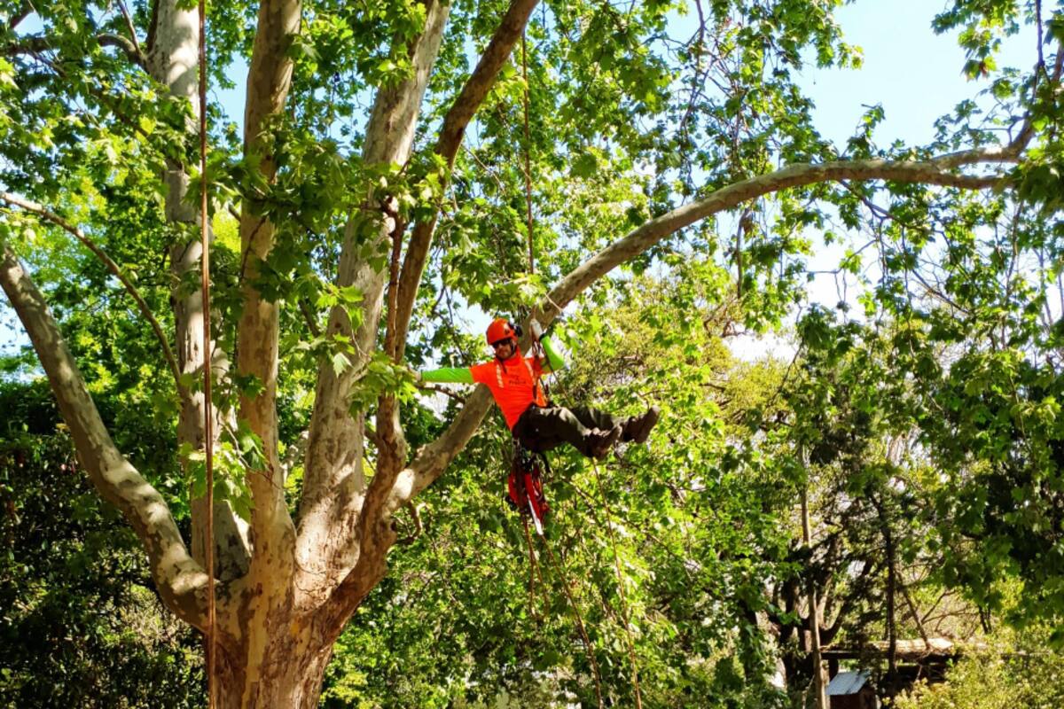 Los árboles prestan diversos servicios ecosistémicos