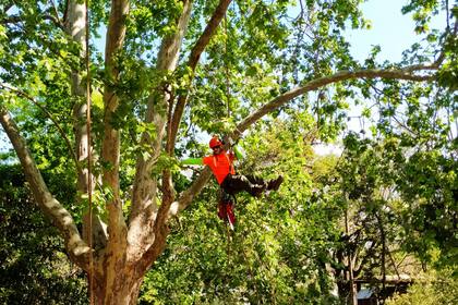 Los árboles prestan diversos servicios ecosistémicos