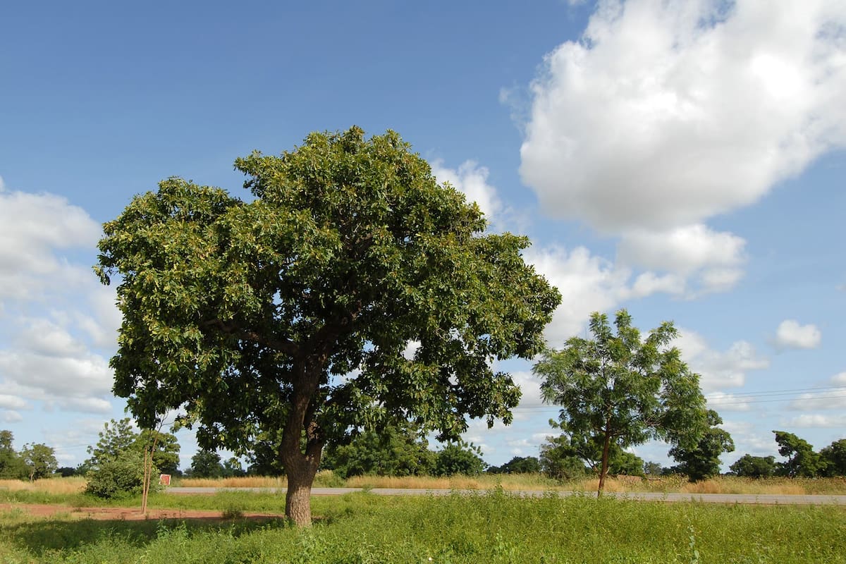 Los árboles protegen de la exposición directa a los rayos UV y evitan la erosión terrestre