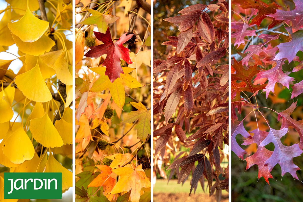 Los árboles que anuncian el otoño