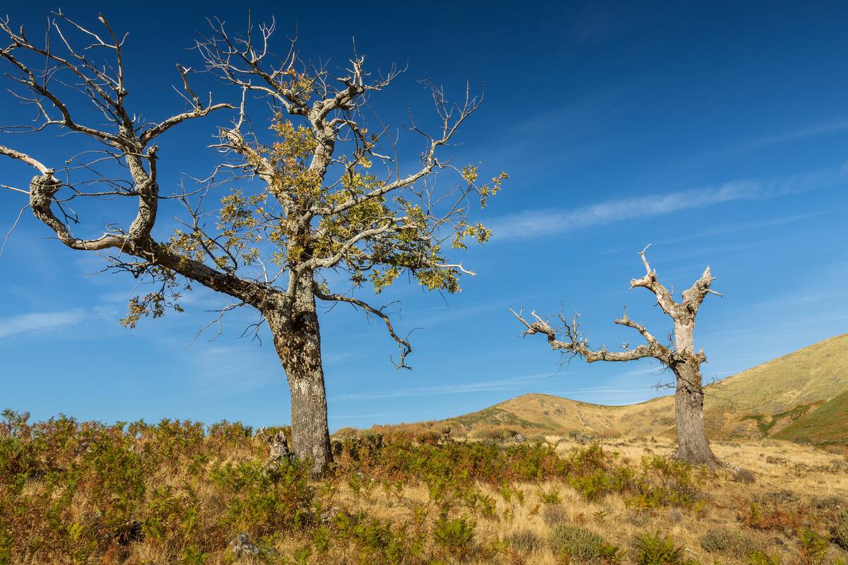 Los árboles son capaces de adaptarse a su entorno (Foto: Freepik)