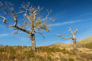 La ciencia encontró el motivo por el que algunos árboles soportan sequías prolongadas