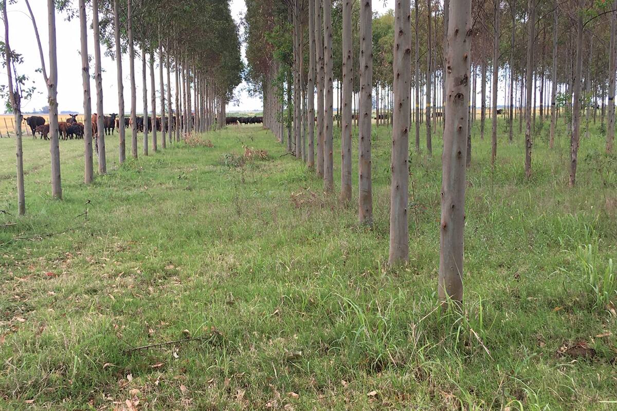 Los árboles ya tienen 12 metros de altura