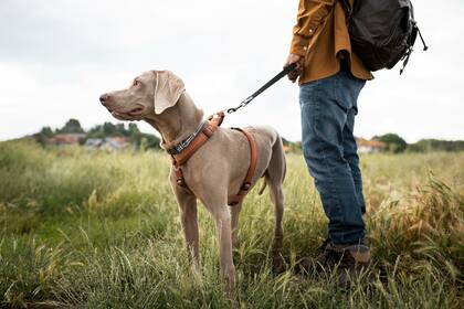 Los arneses con enganche delantero resultan más efectivos para perros que muestran comportamiento de tracción o tendencia a lanzarse hacia adelante