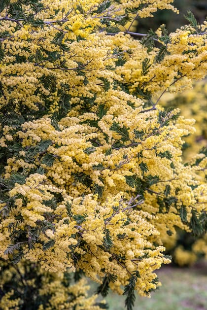 Los aromos comenzaron a florecer en invierno y aún conservan sus flores amarillas