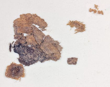 Los arqueólogos hallaron una bolsa de lino con fragmentos de polen vikingo de hace 1000 años